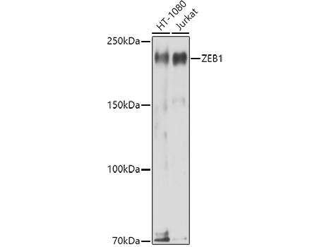 ZEB1 Polyclonal Antibody