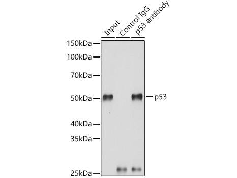 (KO Validated) p53 Polyclonal Antibody