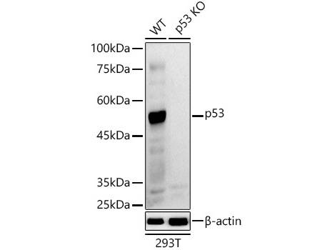 (KO Validated) p53 Polyclonal Antibody