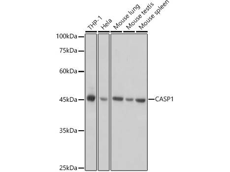 CASP1 Polyclonal Antibody