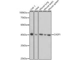 CASP1 Polyclonal Antibody