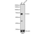 (KO Validated) CD33 Polyclonal Antibody