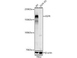 KO Validated) EGFR Polyclonal Antibody