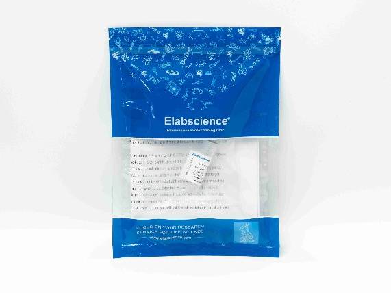 (KO Validated) EGFR Polyclonal Antibody