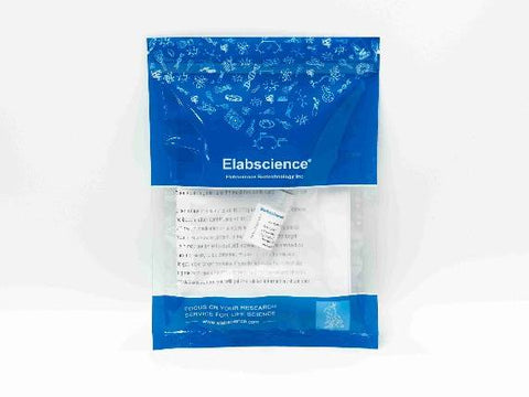 (KO Validated) EGFR Polyclonal Antibody