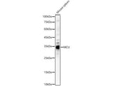 MCU Polyclonal Antibody