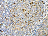 (KO Validated) PSAP Polyclonal Antibody