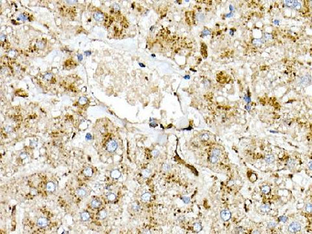 (KO Validated) PSAP Polyclonal Antibody