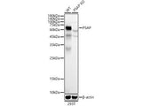 (KO Validated) PSAP Polyclonal Antibody