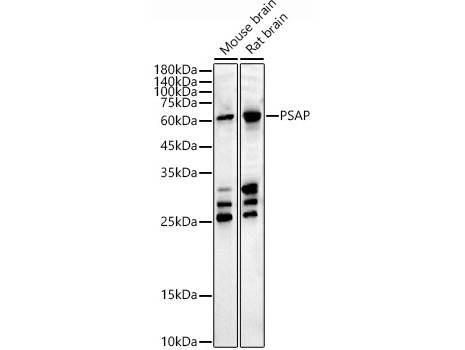 (KO Validated) PSAP Polyclonal Antibody