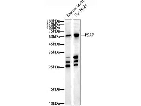 (KO Validated) PSAP Polyclonal Antibody