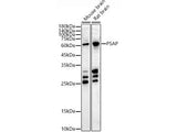(KO Validated) PSAP Polyclonal Antibody