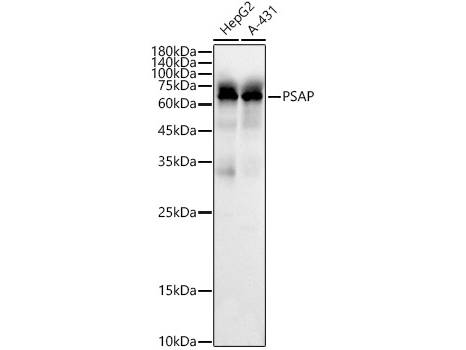 (KO Validated) PSAP Polyclonal Antibody
