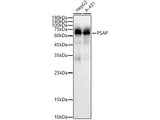 (KO Validated) PSAP Polyclonal Antibody