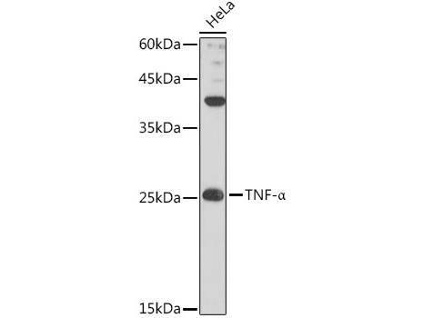 TNF-α Polyclonal Antibody