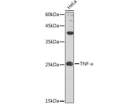 TNF-α Polyclonal Antibody
