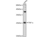 TNF-α Polyclonal Antibody