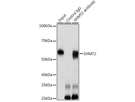 SHMT2 Polyclonal Antibody