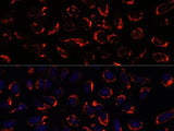 SHMT2 Polyclonal Antibody