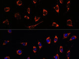 SHMT2 Polyclonal Antibody
