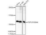 FSP1/S100A4 Polyclonal Antibody