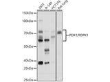 PDK1/PDPK1 Polyclonal Antibody