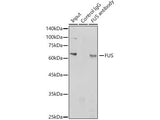 FUS Polyclonal Antibody
