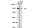 FUS Polyclonal Antibody