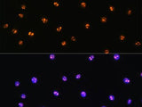 MST1/MST1/MST1/MST1/STK4 Polyclonal Antibody