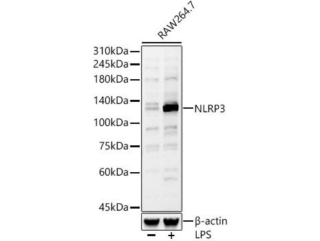 NLRP3 Polyclonal Antibody