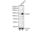 NLRP3 Polyclonal Antibody