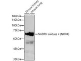 NADPH Oxidase 4 (NOX4) Polyclonal Antibody