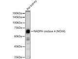 NADPH Oxidase 4 (NOX4) Polyclonal Antibody
