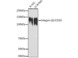 Integrin-β1/CD29 Polyclonal Antibody