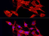 Cleaved Caspase-9 P37 Polyclonal Antibody