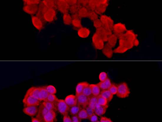 Cleaved Caspase-9 P37 Polyclonal Antibody