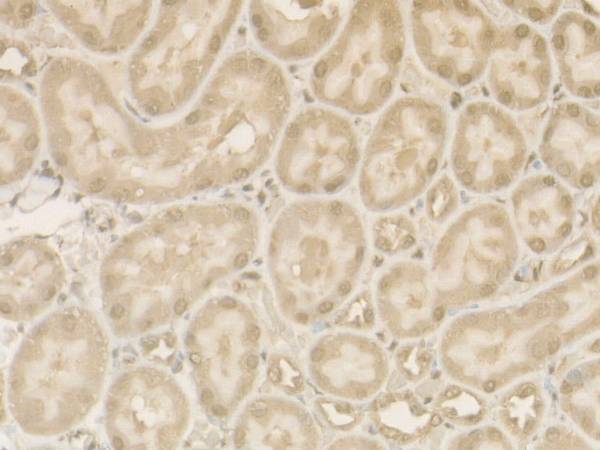 Cleaved Caspase-9 P37 Polyclonal Antibody