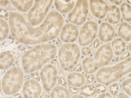 Cleaved Caspase-9 P37 Polyclonal Antibody