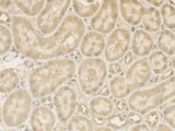 Cleaved Caspase-9 P37 Polyclonal Antibody