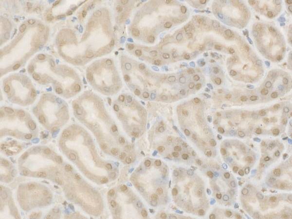 Cleaved Caspase-9 P37 Polyclonal Antibody