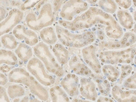 Cleaved Caspase-9 P37 Polyclonal Antibody