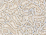 Cleaved Caspase-9 P37 Polyclonal Antibody
