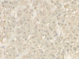 Cleaved Caspase-9 P37 Polyclonal Antibody