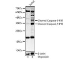 Cleaved Caspase-9 P37 Polyclonal Antibody