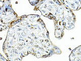PRG2 Polyclonal Antibody