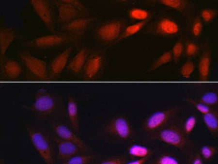 EGR1 Polyclonal Antibody