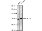 NEUROG3 Polyclonal Antibody