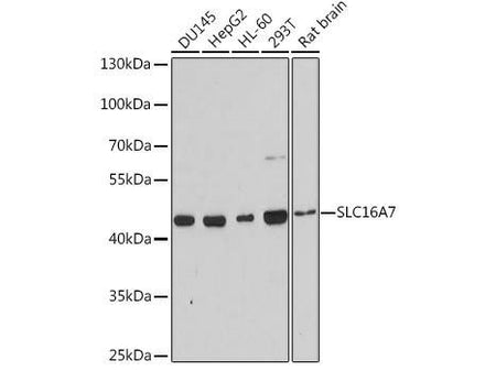 SLC16A7 Polyclonal Antibody
