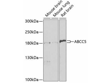 ABCC5 Polyclonal Antibody