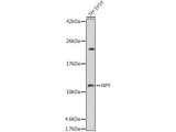 NPY Polyclonal Antibody